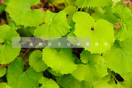 逾期后无法申请借呗 逾期后无法申请借呗