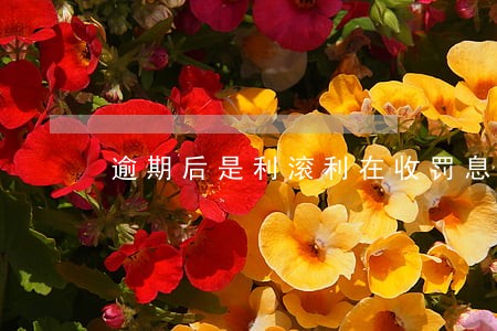 逾期后是利滚利在收罚息吗 逾期后是利滚利在收罚息吗