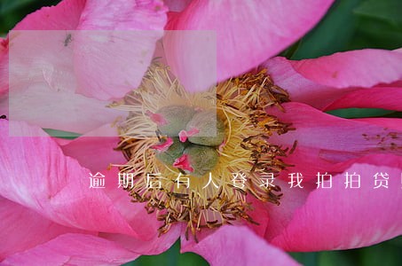 逾期后有人登录我拍拍贷账户 逾期后有人登录我拍拍贷账户