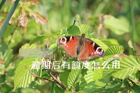 逾期后有额度怎么用 逾期后有额度怎么用