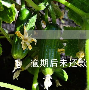 逾期后未还款的本金怎么计算利息 逾期后未还款的本金怎么计算利息