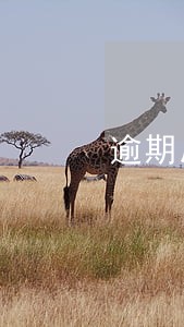 逾期后本金分期还需要利息嘛 逾期后本金分期还需要利息嘛