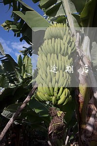 逾期后本金怎么算