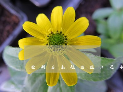 逾期后来短信说只还本金