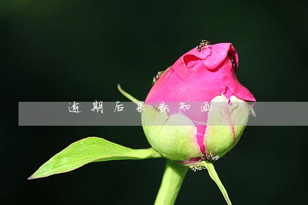 逾期后果告知函
