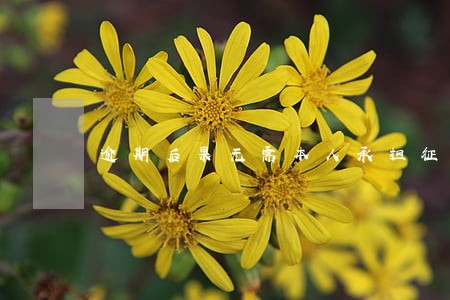 逾期后果无需本人承担征信