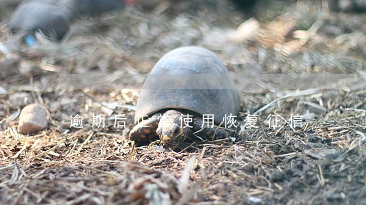 逾期后正常使用恢复征信 逾期后正常使用恢复征信