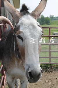 逾期后正常支付利息