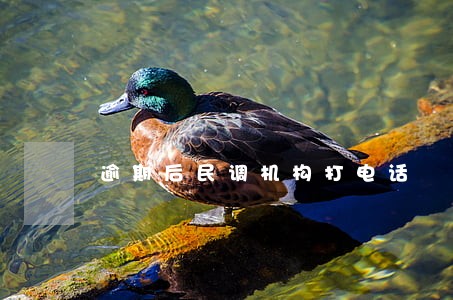 逾期后民调机构打电话
