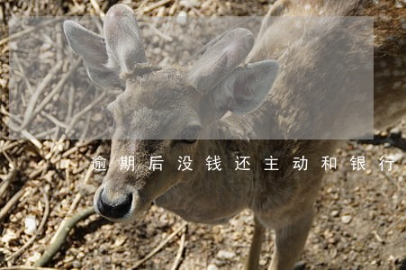 逾期后没钱还主动和银行联系 逾期后没钱还主动和银行联系
