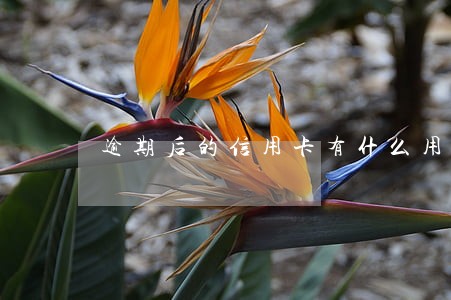 逾期后的信用卡有什么用途 逾期后的信用卡有什么用途