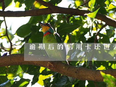 逾期后的信用卡还进去有影响吗