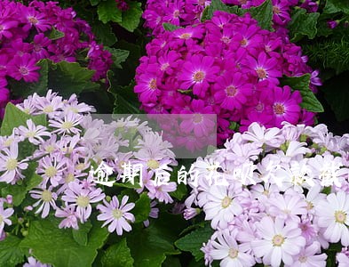 逾期后的花呗欠款截图 逾期后的花呗欠款截图