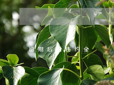 逾期后的违约金 逾期后的违约金