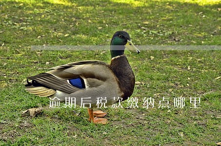 逾期后税款缴纳点哪里 逾期后税款缴纳点哪里