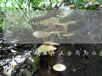 逾期后终止合同怎么办 逾期后终止合同怎么办