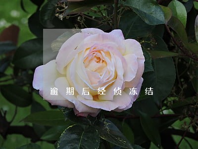 逾期后经侦冻结 逾期后经侦冻结