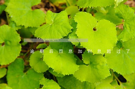 逾期后罚息加利息超过了36 逾期后罚息加利息超过了36