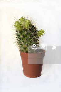 逾期后罚息和利息不得超过多少 逾期后罚息和利息不得超过多少