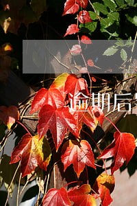 逾期后罚息按天计算 逾期后罚息按天计算