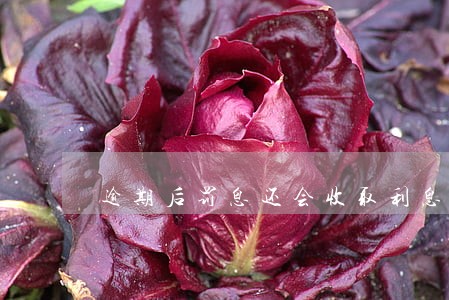 逾期后罚息还会收取利息吗 逾期后罚息还会收取利息吗