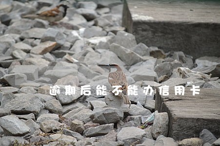 逾期后能不能办信用卡 逾期后能不能办信用卡