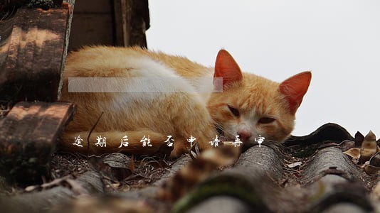 逾期后能否申请再审 逾期后能否申请再审