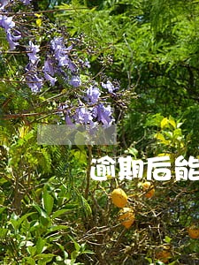 逾期后能否申请分期