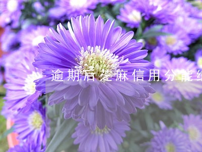 逾期后芝麻信用分能继续涨吗 逾期后芝麻信用分能继续涨吗