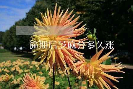 逾期后芝麻分多久涨