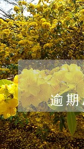 逾期后芝麻分开始涨 逾期后芝麻分开始涨
