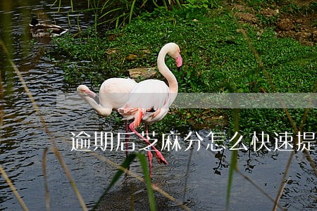 逾期后芝麻分怎么快速提分