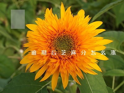 逾期后芝麻分怎么涨 逾期后芝麻分怎么涨