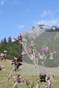 逾期后芝麻分更新花呗可以使用吗 逾期后芝麻分更新花呗可以使用吗