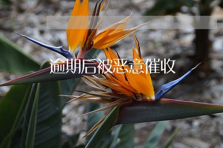 逾期后被恶意催收