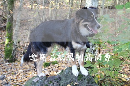 逾期后被限制高消费