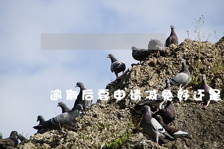 逾期后要申请减免好还是不好 逾期后要申请减免好还是不好