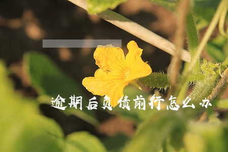 逾期后负债前行怎么办 逾期后负债前行怎么办