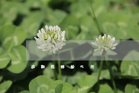 逾期后账单5元 逾期后账单5元