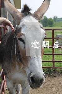 逾期后账单信件