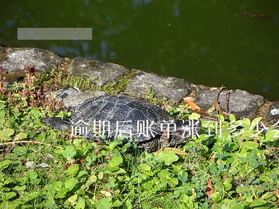 逾期后账单涨到多少会停下