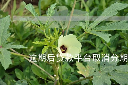 逾期后贷款平台取消分期 逾期后贷款平台取消分期