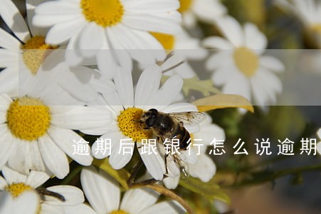 逾期后跟银行怎么说逾期理由 逾期后跟银行怎么说逾期理由