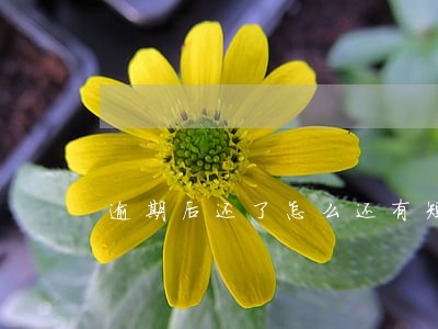 逾期后还了怎么还有短信说立案 逾期后还了怎么还有短信说立案