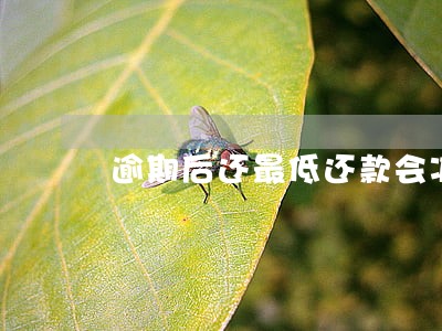 逾期后还最低还款会减少本金么 逾期后还最低还款会减少本金么