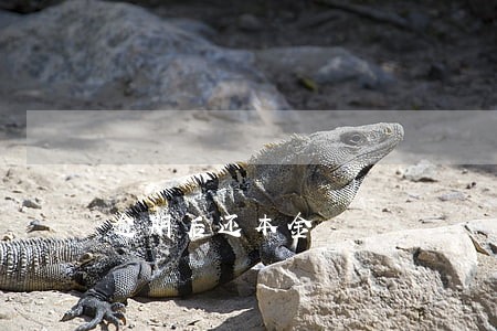 逾期后还本金 逾期后还本金