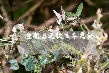 逾期后还款五年更新 逾期后还款五年更新