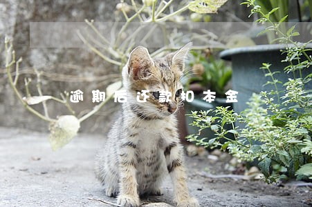 逾期后还款扣本金