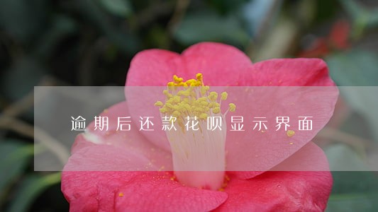 逾期后还款花呗显示界面
