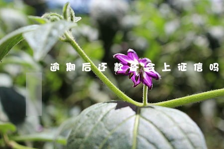 逾期后还款还会上征信吗